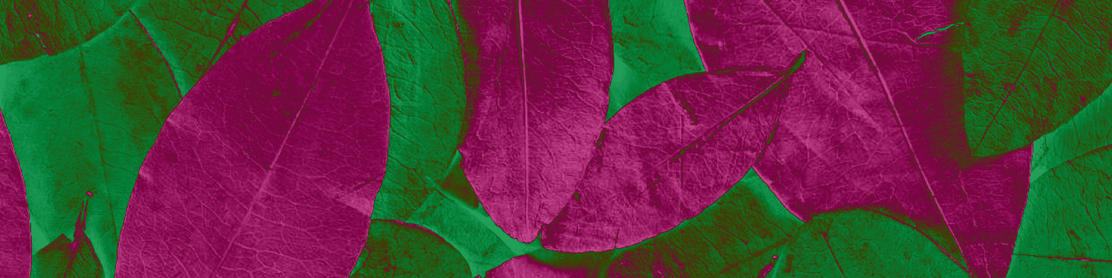 Fotografía. Aparecen muchas hojas de coca en desorden y con distintas coloraciones.