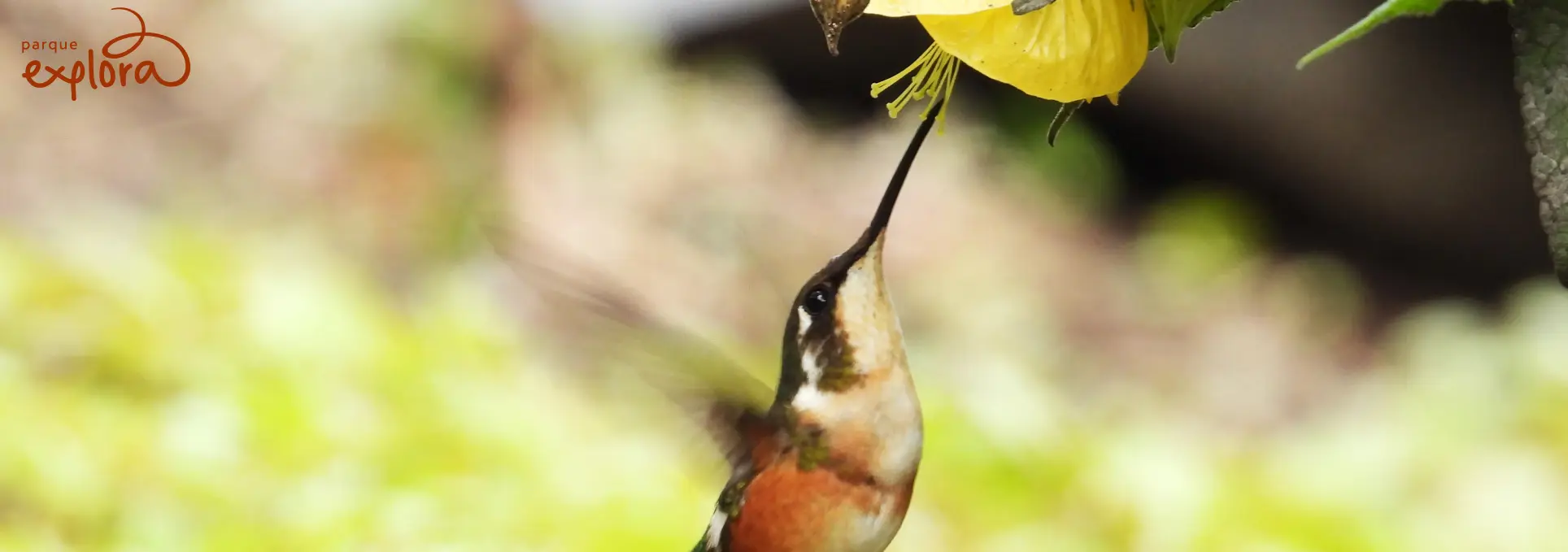 Fotografía. Sobre un fondo desenfocado en tonos claros y verdes, aparece un colibrí suspendido frente a una flor amarilla.
