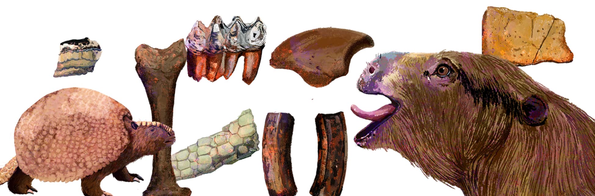 Ilustración. rodeados de fragmentos de hueso y dientes, un armadillo y un milodón perezoso gigante (animal extinto emparentado con los actuales perezosos).