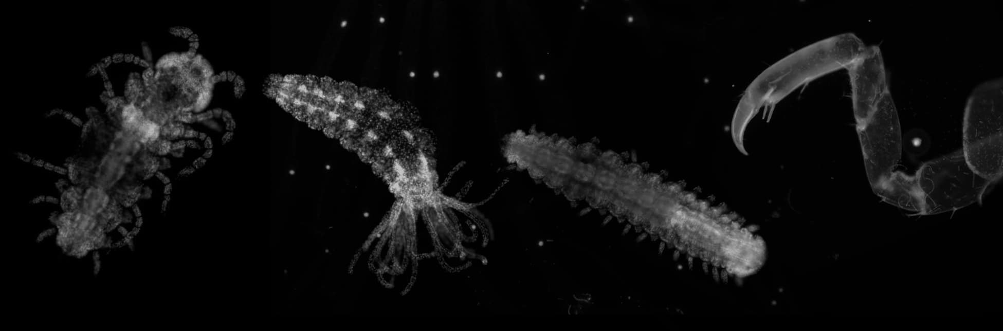 Afiche. Sobre un fondo negro aparecen figuras translúcidas que simulan organismos marinos microscópicos, con formas alargadas, tentáculos y estructuras segmentadas