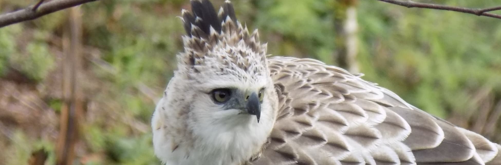 Foto. En el centro de la imagen un águila crestada, un ave de tonos cafés con pico corto y curveado, sus alas y colas tienen franjas oscuras y claras, de su cabeza salen unas plumas hacia arriba en tono café oscuro.