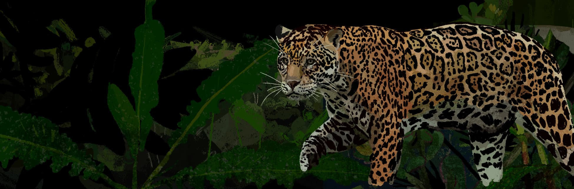 Ilustración. Un jaguar con pelaje amarillo dorado con manchas negras. Tiene una expresión atenta sus bigotes son largos y blancos, en el fondo hay vegetación verde.