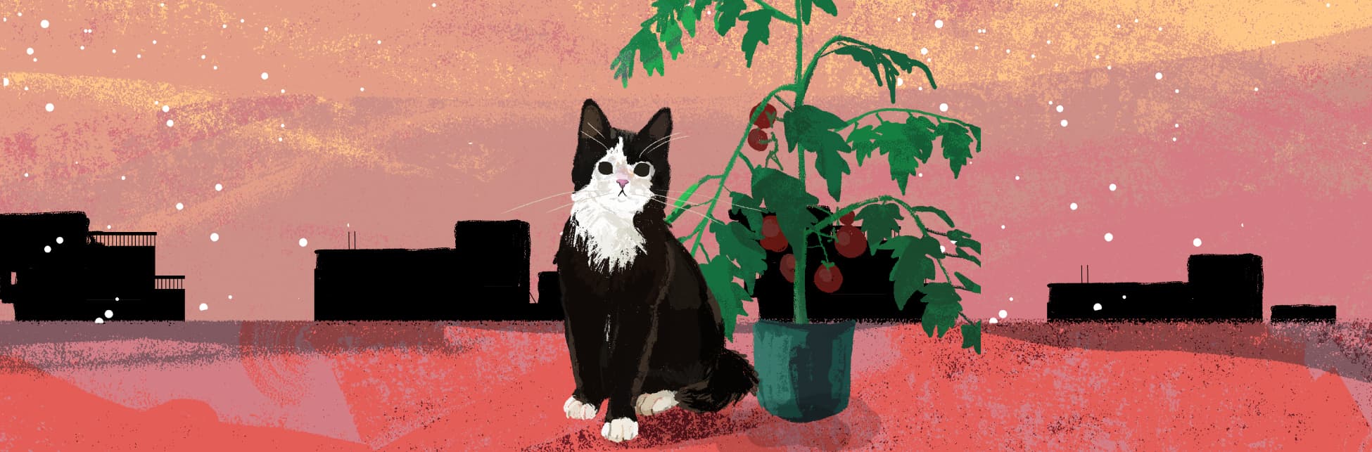 Ilustración, sobre un fondo con tonos naranja, en la parte inferior de la imagen hau un gato engro con una mancha blanca mirando de frente, a su lado hay una planta de tomate y en el fondo algunas edificaciones