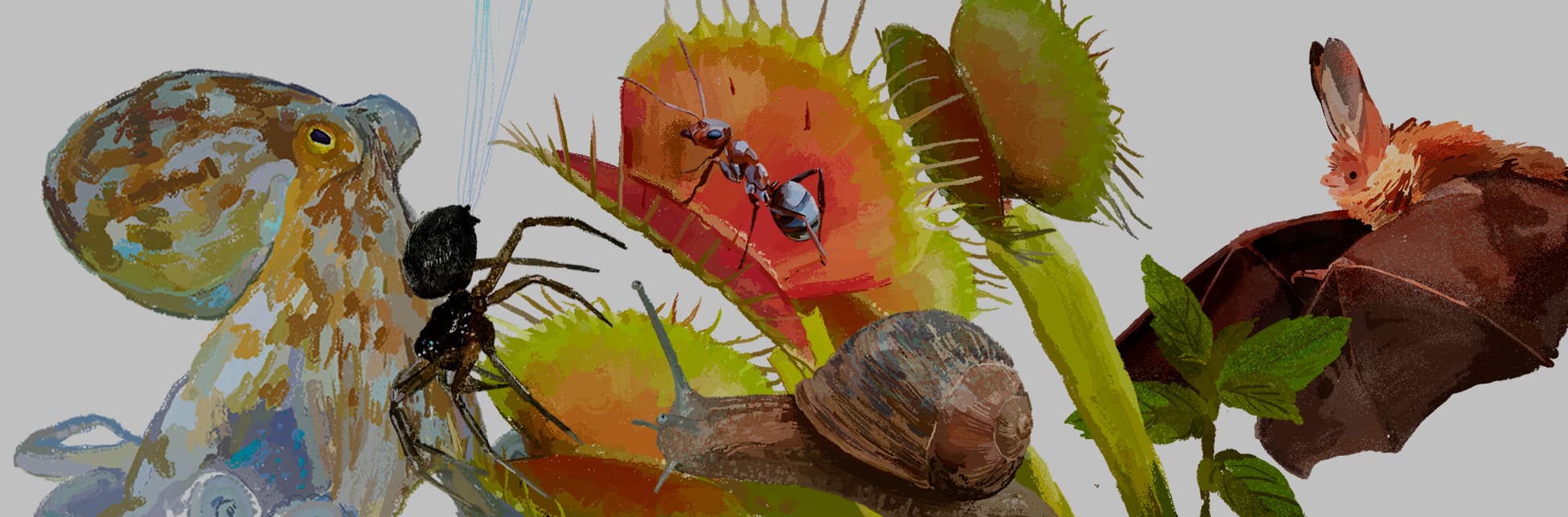 Ilustración. Sobre un fondo claro, se muestra una composición artística de diversos organismos naturales distribuidos horizontalmente. A la izquierda aparece un calamar o pulpo pequeño con tonalidades doradas y marrones. En el centro destaca una planta carnívora, probablemente una Venus atrapamoscas, con hojas verdes y centros rojizos que exhiben sus característicos bordes dentados. Una hormiga negra interactúa con la planta carnívora, aparentemente siendo atrapada o acercándose peligrosamente a ella. A la derecha de la planta se observa un caracol marrón con su concha espiral bien definida. En el extremo derecho de la composición se aprecia un murciélago con orejas prominentes y pelaje en tonos rojizos y marrones.