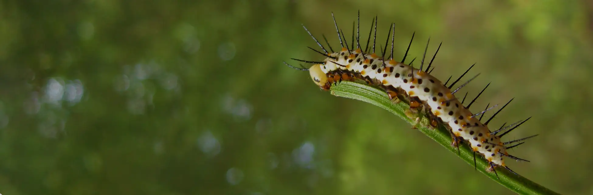 Imagen. Fotografía de una oruga de cuerpo claro con manchas oscuras y espinas negras, adherida a un tallo verde vertical, sobre un fondo desenfocado en tonos verdes.