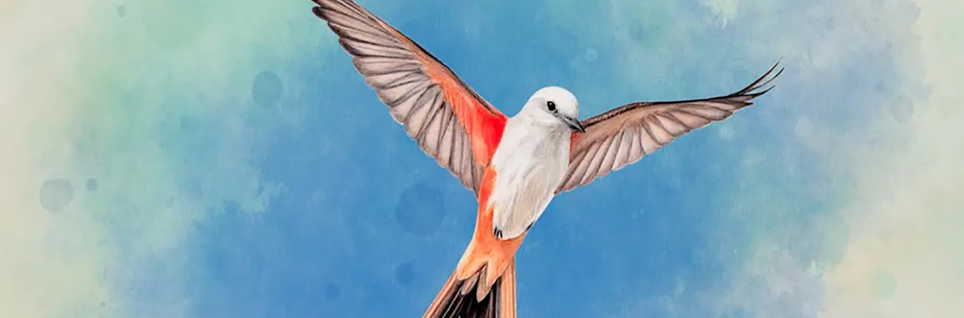Ilustración. Sobre un fondo celeste con nubes difuminadas, se observa un ave en pleno vuelo con alas extendidas. El ave tiene plumaje blanco, con tonos naranjas en las alas y la cola alargada