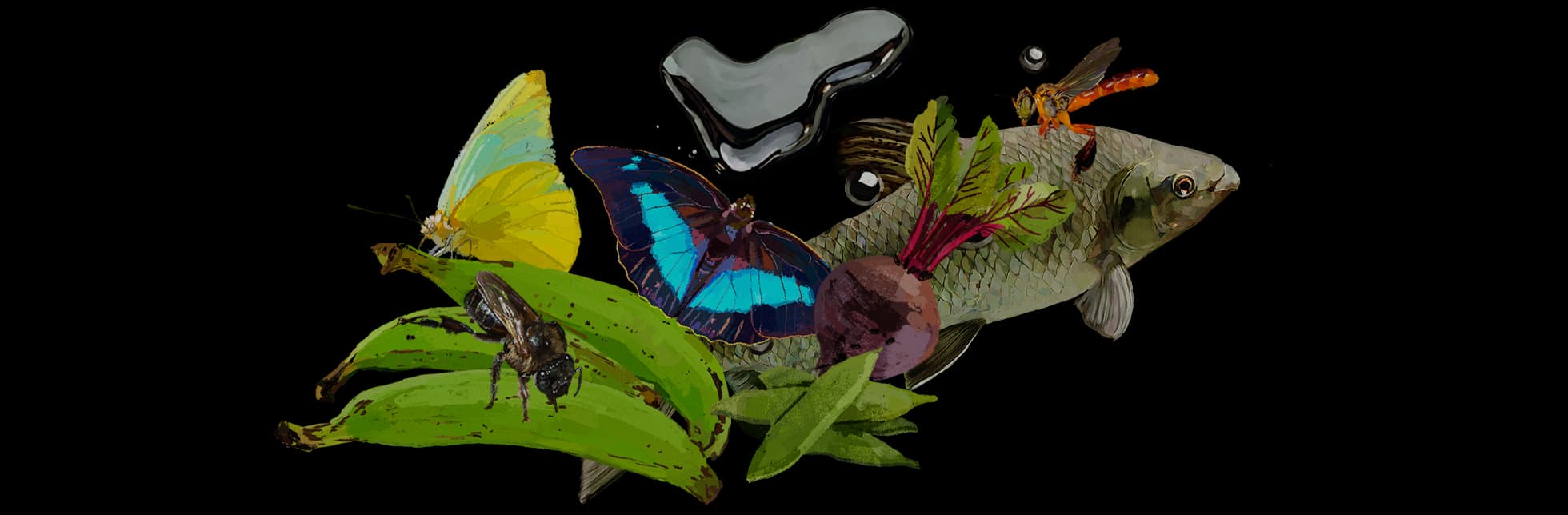 Collage sobre fondo negro con un pez, insectos, mariposas y vegetales.