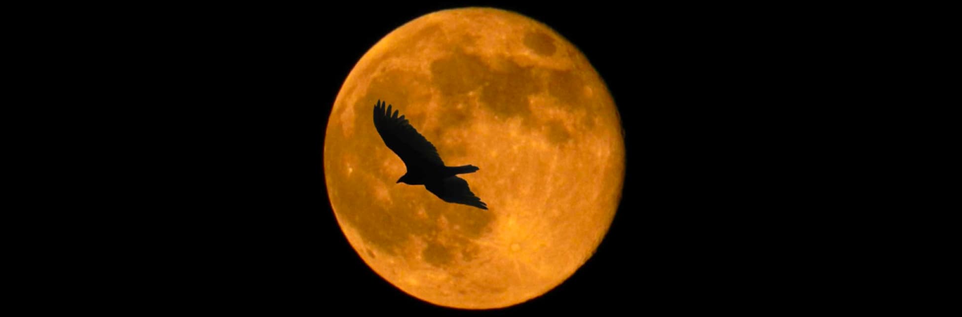Foto. Sobre la luna llena aparece la silueta de un ave en pleno vuelo.