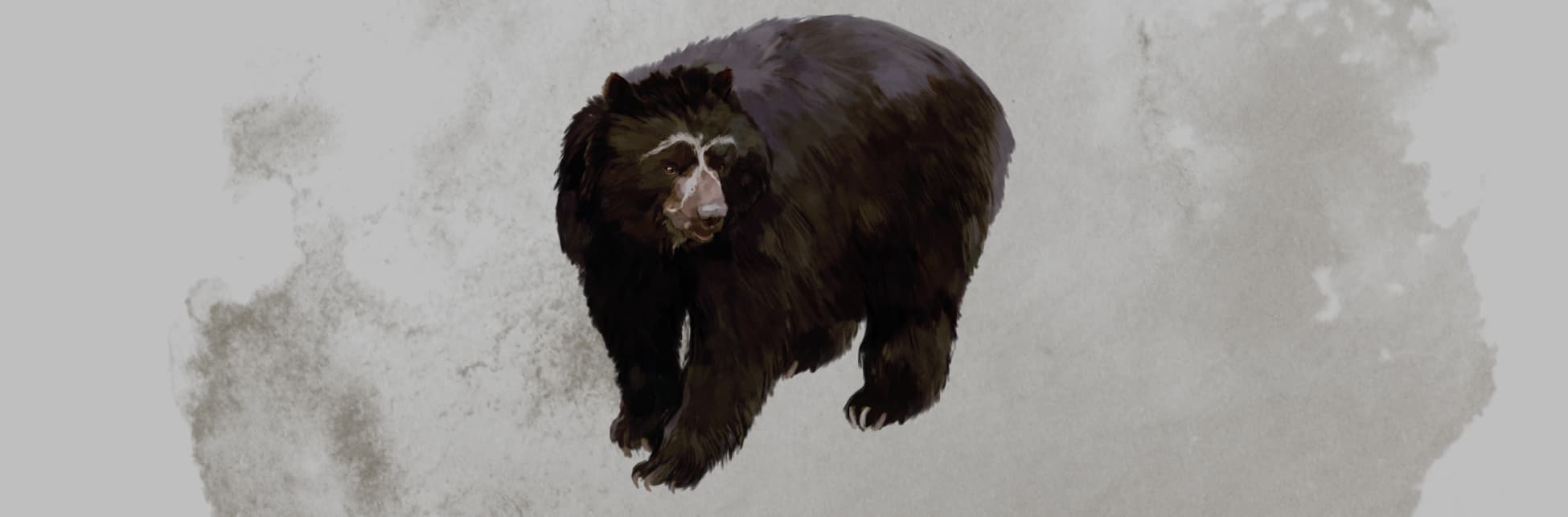 Ilustración. En el centro de la imagen un oso de anteojos, un animal grande con pelaje oscuro y una mancha blanca en su cara que pasa por encima de sus ojos y baja por su naríz.