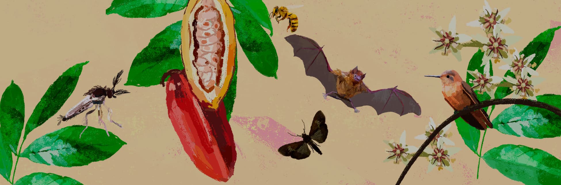 Ilustración. En las esquinas aparecen hojas y frutos como el cacao. Hay abejas, un murciélago, un ave posada en una rama e insectos.