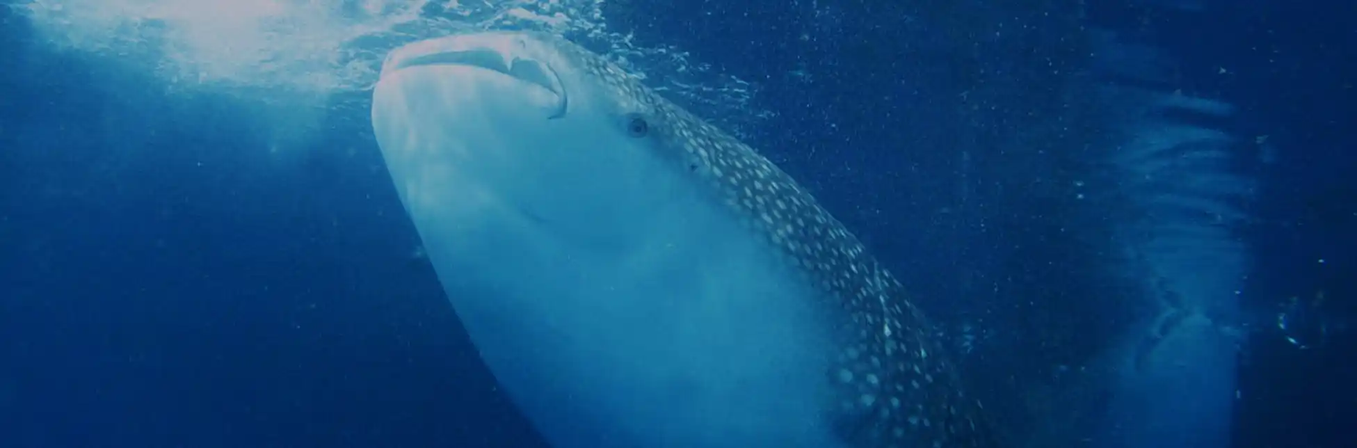 Fotografía submarina de un tiburón ballena nadando en aguas azules.