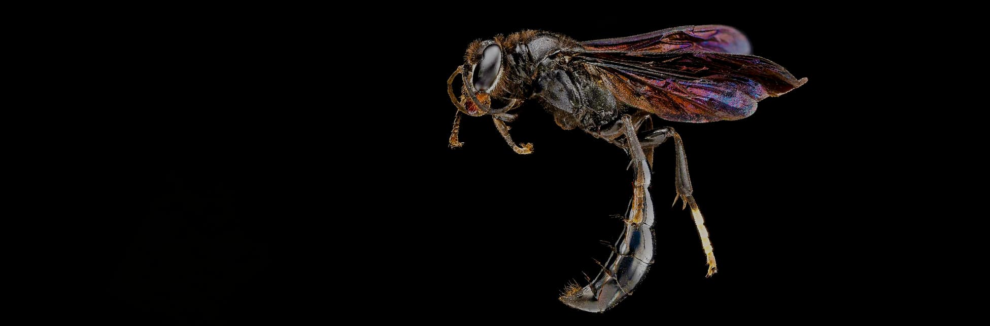 Fotografía sobre fondo negro de una avispa en gran detalle, vista de perfil, con alas iridiscentes extendidas y abdomen curvado.
