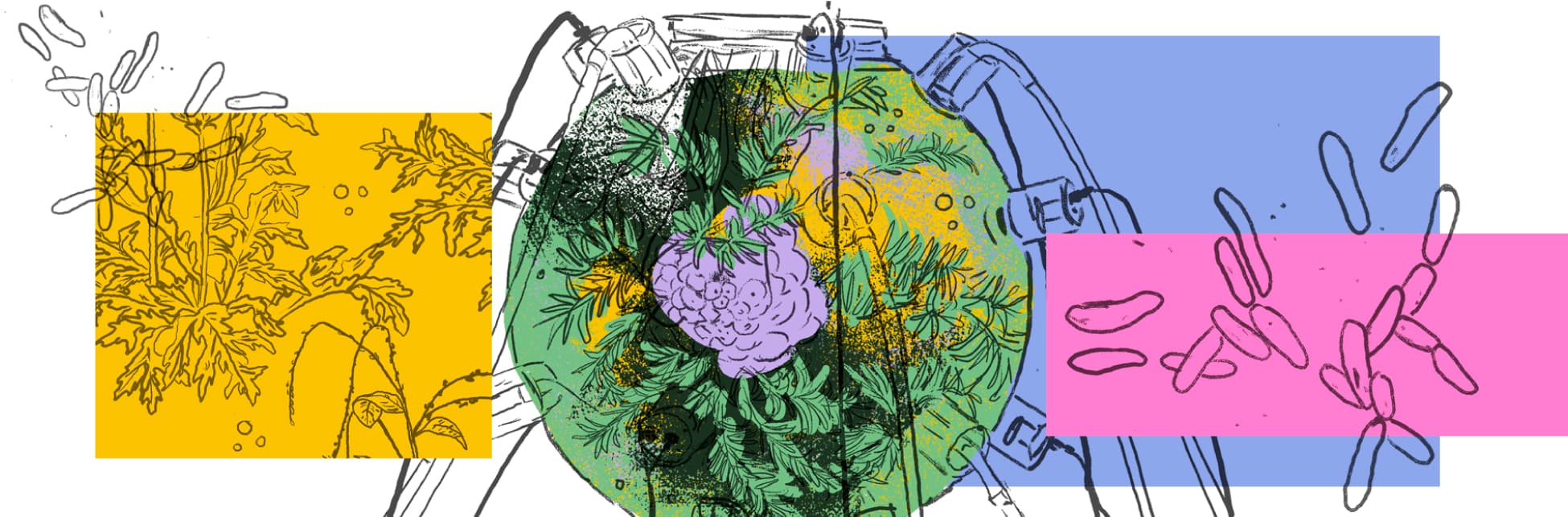 Ilustración. En el centro aparece una esfera de aspecto mecánico, conectada con tubos y soportes. Dentro de la esfera hay un racimo de uvas de color púrpura rodeado por hojas verdes. Sobre el fondo se superponen rectángulos traslúcidos en tonos amarillo, azul y rosado. En el área amarilla se distinguen dibujos de hojas y tallos. En el área azul y rosada flotan figuras alargadas semejantes a microorganismos. La composición mezcla elementos botánicos, tecnológicos y microscópicos en una misma escena.