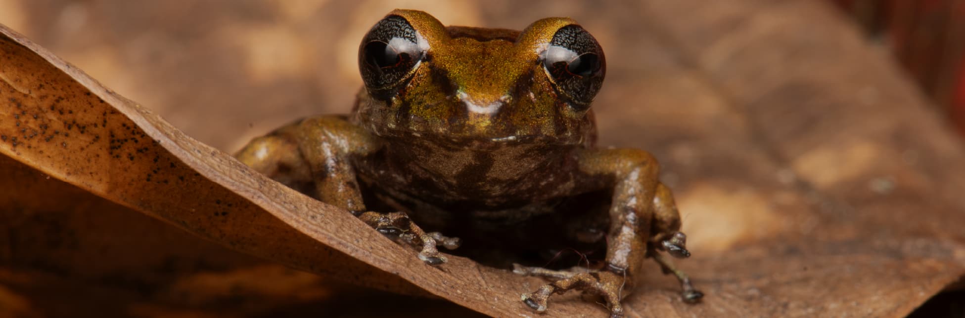 Fotografía. En primer plano se observa una rana de color marrón y dorado con ojos grandes y brillantes, apoyada sobre una hoja seca. El fondo es difuso y de tonos tierra.