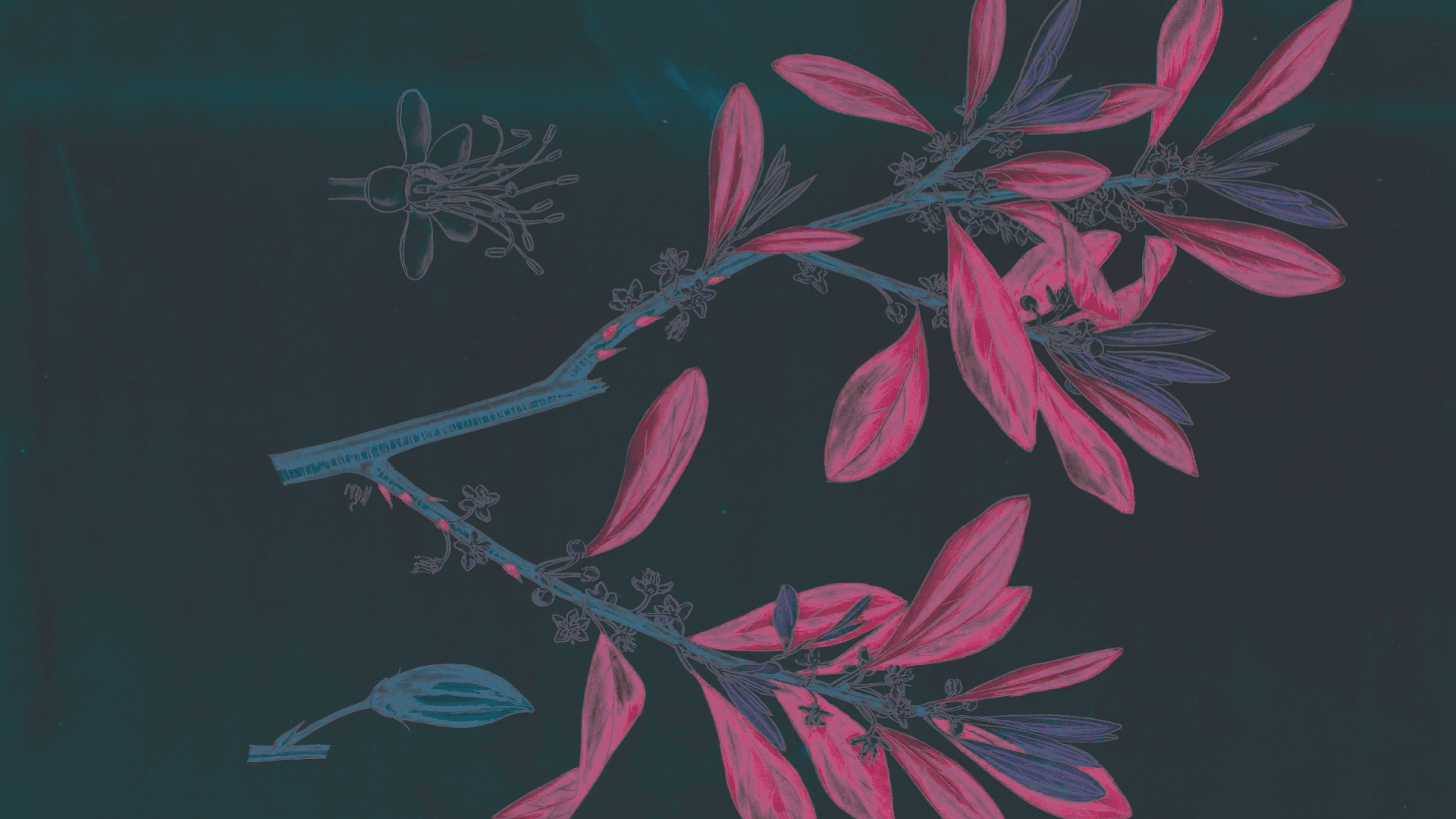 Ilustración. Una planta de coca ubicada de forma horizontal y compuesta por un tallo y dos ramas. A la izquierda de la planta una flor dibujada y a la derecha de la planta una hoja dibujada.