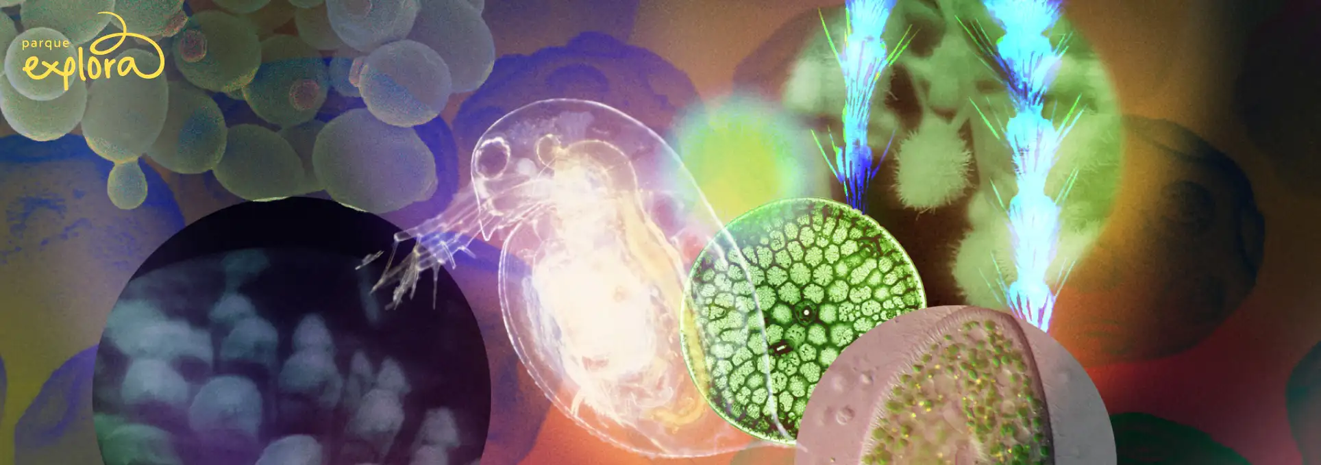Ilustración. Sobre un fondo oscuro con formas circulares desenfocadas, se destacan imágenes microscópicas de microorganismos: estructuras filamentosas azules, formas circulares verdes con patrones radiales y organismos translúcidos en tonos claros.