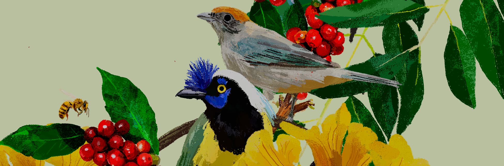 Afiche. Sobre un fondo amarillo claro se observan ramas de cafeto con hojas verdes y racimos de frutos rojos. Entre ellas hay dos aves: una con plumaje gris y cabeza castaña, y otra de pecho negro, cuello amarillo y penacho azul. También aparecen abejas volando y flores amarillas.