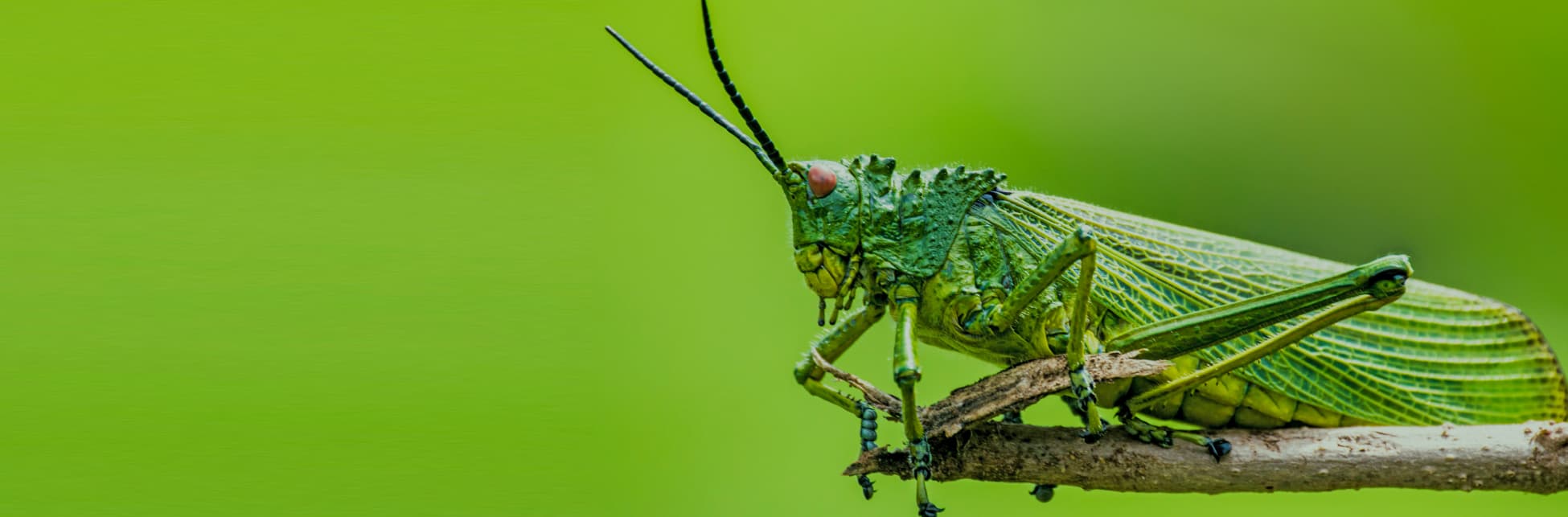 Foto. Sobre un fondo verde, al lado derecho un grillo.