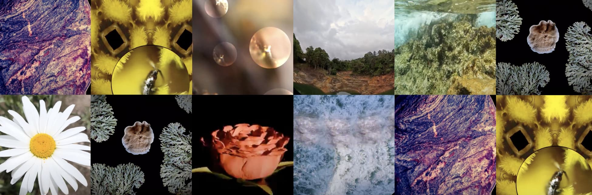 Mosaico de fotos. Arriba, de izquierda a derecha: un insecto, una tetxura abstracta, un potrero con zonas boscosas, un paisaje con bosques. Abajo, de izquierda a derecha: estructuras ramificadas, una flor, una textura abstracta azul y otra textura abstracta morada.