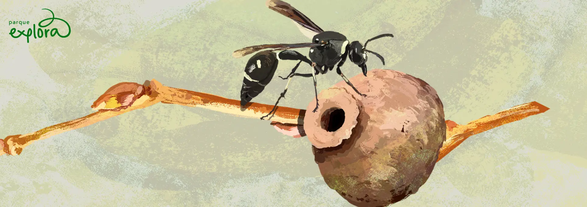 Imagen. Ilustración de ramas con capullos y, en la parte derecha, una avispa negra posada junto a un nido de barro redondeado con una abertura circular.