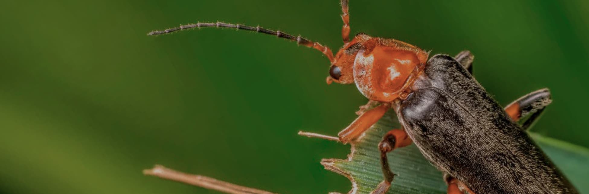 Fotografía. Sobre un fondo verde se observa un insecto de cuerpo alargado con cabeza y patas anaranjadas, y tórax y élitros oscuros, posado sobre una hoja con bordes mordidos.