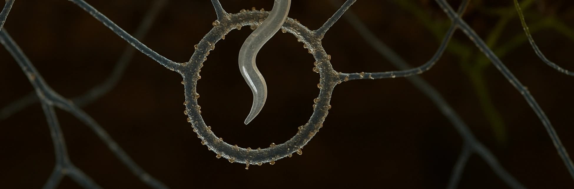 Ilustración. Sobre un fondo oscuro desenfocado, se observa en primer plano una estructura circular translúcida con textura rugosa, que atrapa a un organismo alargado y semitransparente.