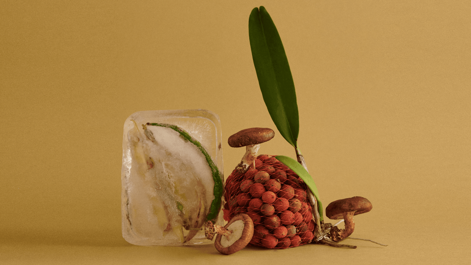 Fotografía. A la derecha de la imagen hay un montón de corozos en una malla, con un champiñón a la izquierda, a la derecha y arriba. A la izquierda de la imagen hay una fruta contenida en un hielo.