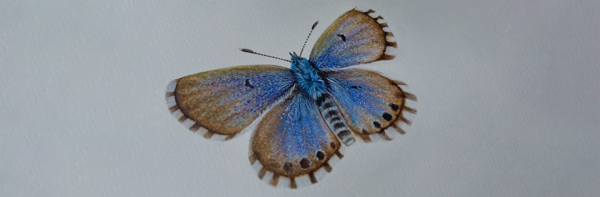 Ilustración. Fondo sólido, en el centro una polilla con colores vibrantes y detalles en las alas.