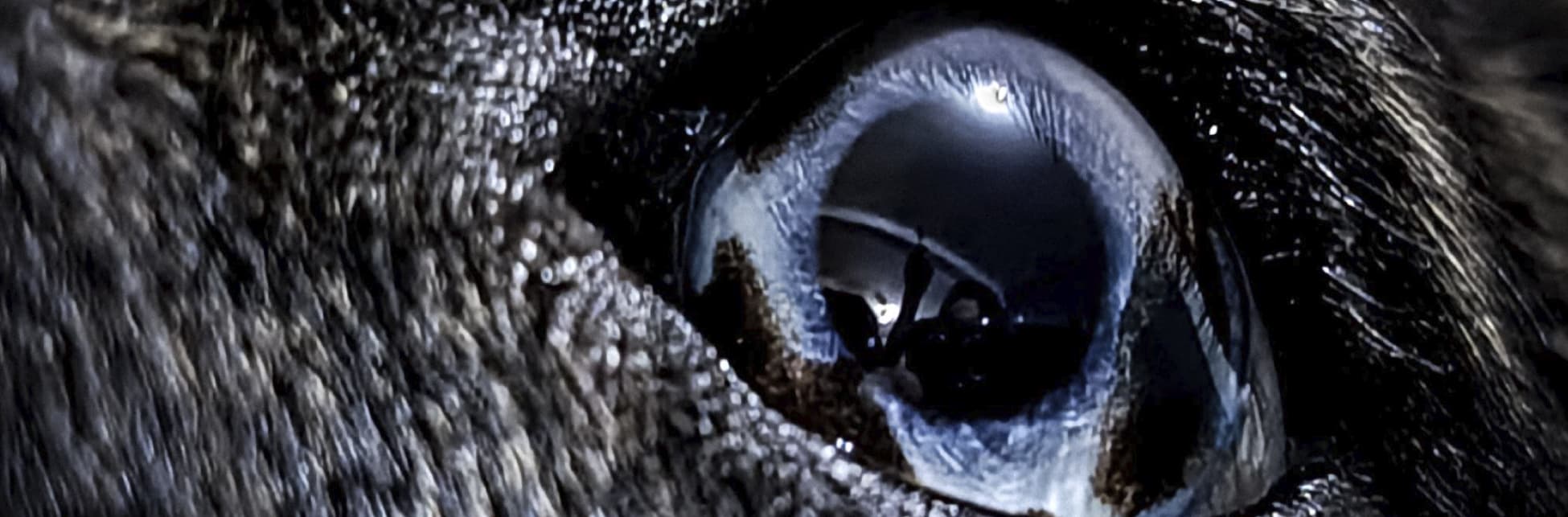 Fotografía. Detalle del ojo de un perro, el globo ocular sobresale de la piel arrugada y gris, el ojo es azul, con el centro negro y refleja algunas luces.
