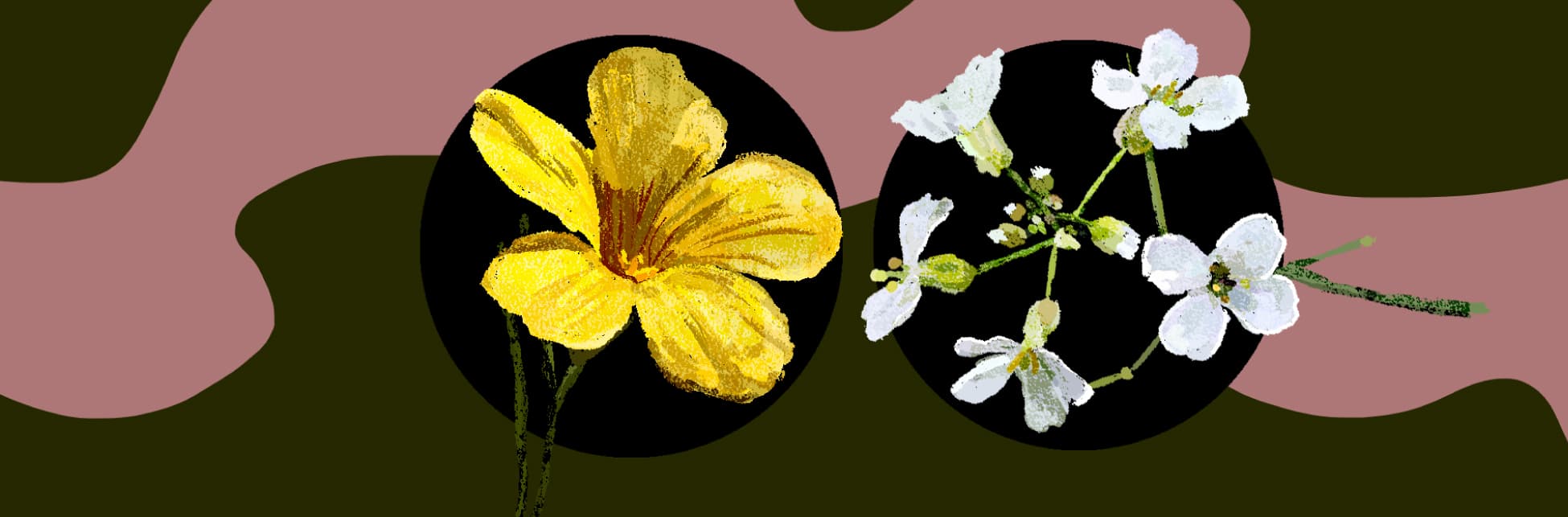Ilustración. A la izquierda una flor de lino amarillo Ibérico. Es acampanada y tiene cinco petalos amarillos. A la derecha un tallo con varias flores de berro alpino, cinco de ellas florecidas. Son blancas, de cuatro pétalos y también acampanadas. La flor de lino amarilla es unas siete veces más grande que la de berro alpino.