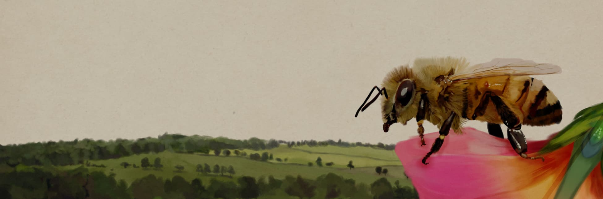 Ilustración. A la derecha, una abeja de perfil y cuerpo completo.