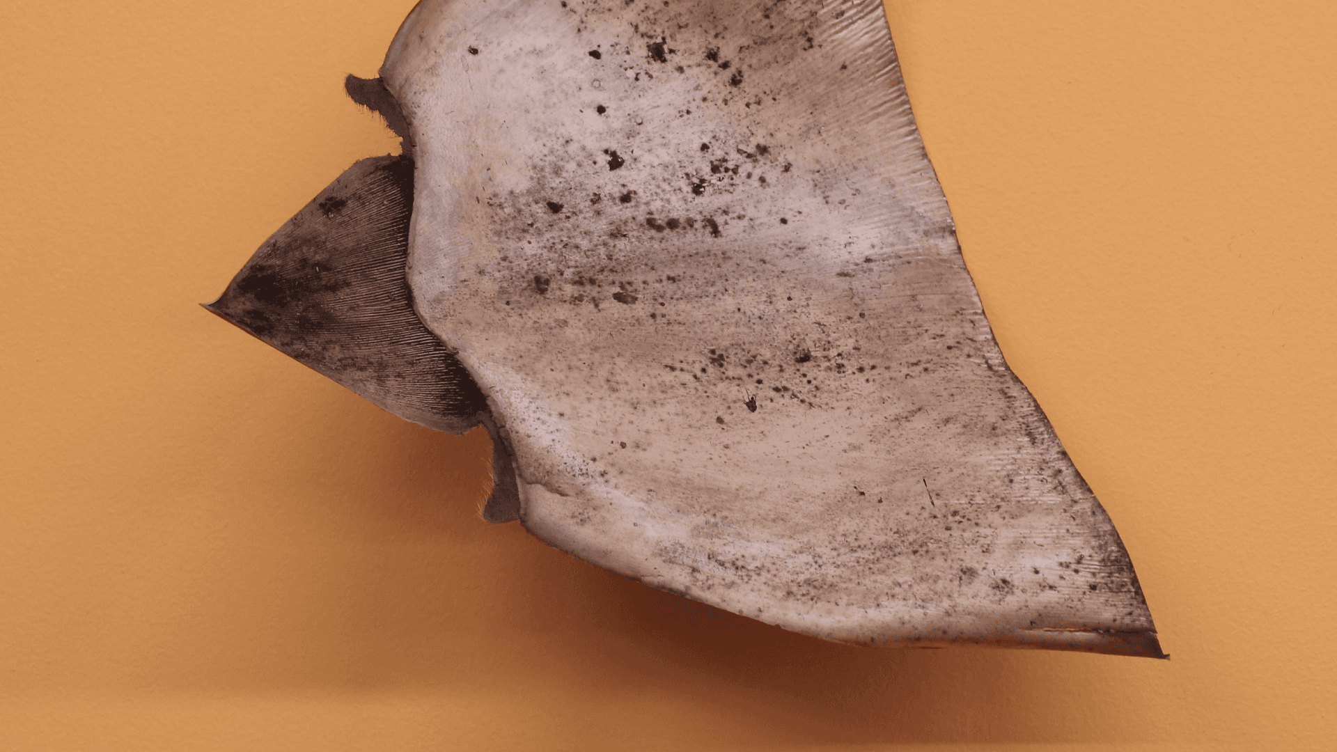 Foto. Un objeto con forma alargada de color café y textura similar a una hoja seca.