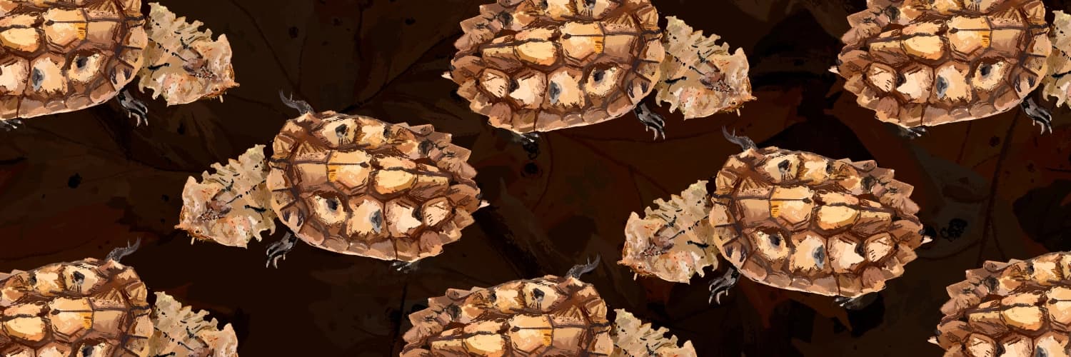 Ilustración. Sobre un fondo de hojas aparece una tortuga vista desde arriba, con caparazón irregular y signos de deterioro.