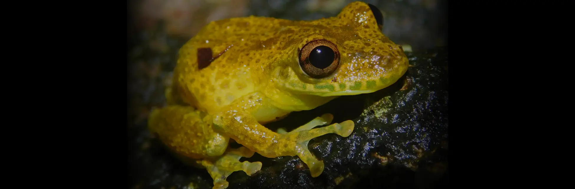 Fotografía de una rana pequeña posada sobre una superficie húmeda y oscura. Su piel tiene textura rugosa y tonalidades amarillas con ligeros matices verdosos. Presenta un cuerpo compacto, ojos grandes y redondos de color oscuro con reflejos cobrizos, patas delgadas con ventosas en los extremos de los dedos, y una pequeña mancha marrón en la parte superior del dorso. El fondo está desenfocado, destacando al anfibio como sujeto principal.