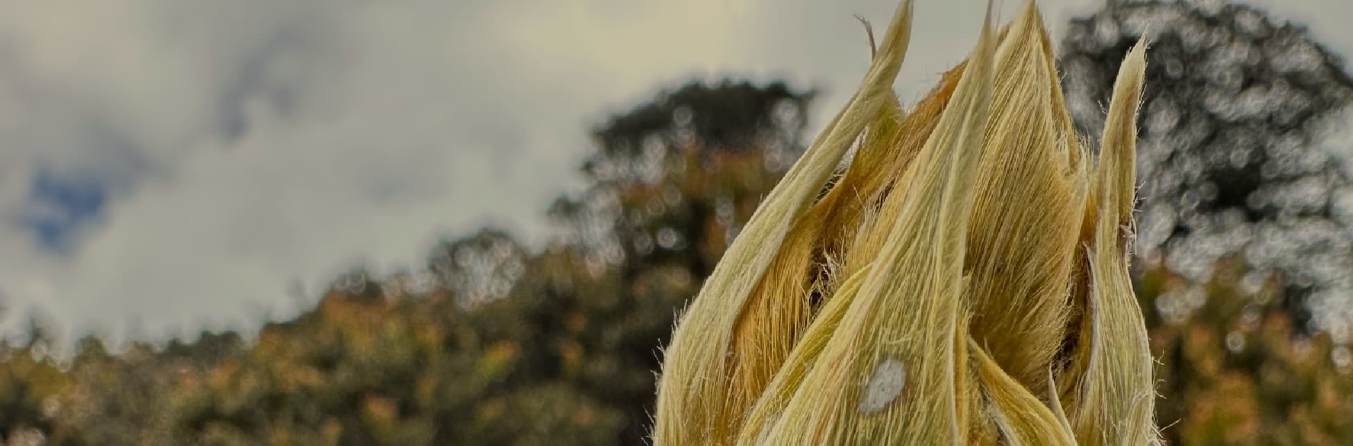 Fotografía. Sobre un fondo de hojas y tallos de frailejón en tonos dorados y verdes, se encuentra una composición gráfica con formas curvas y líneas finas.
