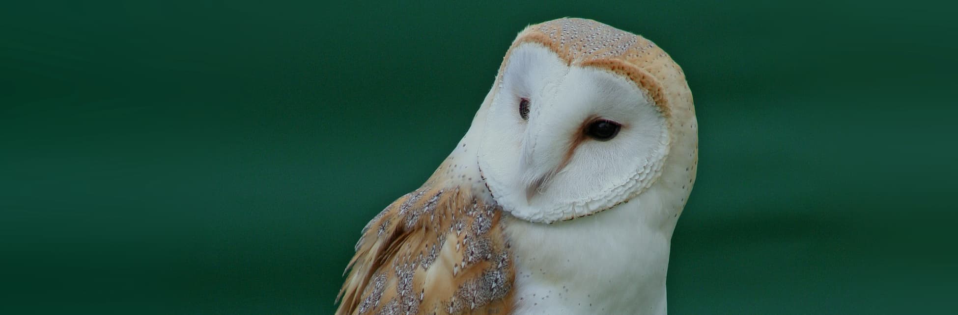 Fotografía. De perfil, una lechuza blanca conocida como lechuza Tyto alba se posa erguida y ligeramente ladeada hacia la izquierda.